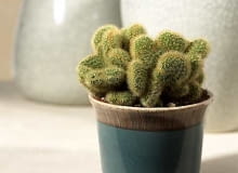 <b>Mamilaria.</b> Forma grzebieniasta ('Cristata') tego popularnego i łatwego w uprawie kaktusa ma charakterystycznie skrócone i powyginane, a także rozgałęzione pędy. Podobnie jak w przypadku innych mamilarii jej ciernie wyrastają na szczycie brodawek. 09.01.2006