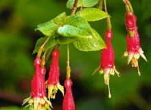 Fuksja (FUCHSIA SPLENDENS) o wzniesionych pędach osiąga 0,5-1 m wysokości. Jej kwiaty mogą mieć długość 3,5-7 cm.