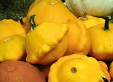 28.09.2004 WARSZAWA DZIEN DYNI SZKOLA GLOWNA GOPODARSTWA WIEJSKIEGO ( SGGW ) WARZYWNIAK DOSWIADCZALNY DYNIA DYNIE DYNIOWATE NZ. PATISON NAJNOWSZA ODMIANA FOT. WOJCIECH SURDZIEL / AGENCJA GAZETA