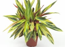 Są rośliny, których liście dorównują urodą najpiękniejszym kwiatom. A co najważniejsze, nie przemija ona wraz z opadnięciem ostatnich płatków. <BR />Jak przystało na rośliny przyciągające wzrok pięknymi liśćmi, ich kwiaty są niepozorne i często niewidoczne spod liściastej nawały. Większość gatunków pochodzi z tropikalnych lasów deszczowych, trzeba więc stworzyć im odpowiednie warunki - zapewnić dużo słońca i wilgoci. Suche powietrze powoduje, że liście zaczynają zasychać i kruszyć się na brzegach. W cieniu natomiast zielenieją, czasem opadają lub pokrywają się brązowymi plamami. Może też dojść do zjawiska zwanego mutacją zwrotną (rewersją), czyli powrotu rośliny do wyglądu pierwotnego, zielonego, z którego powstała odmiana pstrolistna. Monochromatyczne liście rosną szybciej i mogą zagłuszyć pozostałe, należy je więc usuwać. Oprócz pokazanych tu roślin efektowne liście ma także fittonia (z regularnym czerwonym unerwieniem), bertolonia (z jasno- i ciemnozielonymi paskami) i gynura (pokryta niebieskofioletowymi włoskami). <BR />STROMANTE. Liście bardzo ruchliwe: w ciągu dnia zmieniają położenie, zwracając się w stronę słońca. Lubi ciepło, półcień, sporo wilgoci w powietrzu i zraszanie liści (świetna roślina do łazienek!). Są rośliny, których liście dorównują urodą najpiękniejszym kwiatom. A co najważniejsze, nie przemija ona wraz z opadnięciem ostatnich płatków. <BR />Jak przystało na rośliny przyciągające wzrok pięknymi liśćmi, ich kwiaty są niepozorne i często niewidoczne spod liściastej nawały. Większość gatunków pochodzi z tropikalnych lasów deszczowych, trzeba więc stworzyć im odpowiednie warunki - zapewnić dużo słońca i wilgoci. Suche powietrze powoduje, że liście zaczynają zasychać i kruszyć się na brzegach. W cieniu natomiast zielenieją, czasem opadają lub pokrywają się brązowymi plamami. Może też dojść do zjawiska zwanego mutacją zwrotną (rewersją), czyli powrotu rośliny do wyglądu pierwotnego, zielonego, z którego powstała odmiana pstrolistna. Monochromatyczne liście rosną szybciej i mogą zagłuszyć pozostałe, należy je więc usuwać. Oprócz pokazanych tu roślin efektowne liście ma także fittonia (z regularnym czerwonym unerwieniem), bertolonia (z jasno- i ciemnozielonymi paskami) i gynura (pokryta niebieskofioletowymi włoskami). <BR />STROMANTE. Liście bardzo ruchliwe: w ciągu dnia zmieniają położenie, zwracając się w stronę słońca. Lubi ciepło, półcień, sporo wilgoci w powietrzu i zraszanie liści (świetna roślina do łazienek!).