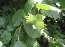 Odmiana szlachetna leszczyny