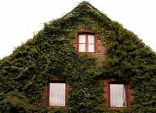 Pnączy nie można sadzić przy starych, sypiących się tynkach