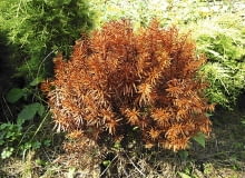 Zniszczony krzew usuwamy z korzeniami, by nie zakaził sąsiednich roślin.