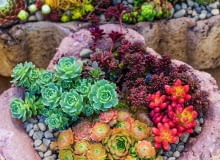 Wielobarwna kompozycja z rojników (Sempervivum), różnych gatunków rozchodników (Sedum) i różeńca (Rhodiola).