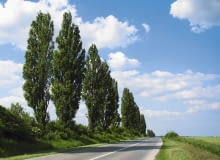 Topola włoska (Populus nigra 'Italica') to popularna odmiana topoli czarnej. Ma wąską koronę, dorasta do 25 m i jest krótkowieczna - dożywa kilkudziesięciu lat. Topola włoska (Populus nigra 'Italica') to popularna odmiana topoli czarnej. Ma wąską koronę, dorasta do 25 m i jest krótkowieczna - dożywa kilkudziesięciu lat.