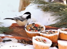 POMYSŁOWE MISECZKI na ptasie przysmaki (mieszankę pestek i ziaren) z papierowych foremek na babeczki. POMYSŁOWE MISECZKI na ptasie przysmaki (mieszankę pestek i ziaren) z papierowych foremek na babeczki.