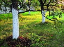 Pnie bieli się zwykle od grudnia do stycznia, a po deszczu ponawia zabieg.