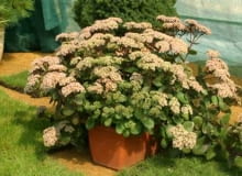 05.09.03 ZABORZE WOJEWODZTWO SLASKIE FIRMA PLANTPOL BYLINY ROSLINY BALKONOWE SEDUM SPECTABILE ROZCHODNIK OKAZALY