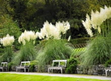 trawa pampasowa Tall striking pampas grasses (Cortaderia selloana), The Autumn Garden, Ilalm Hall, Derbyshire, UK