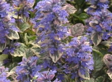 Dąbrówka rozłogowa 'Burgundy glow'