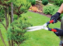 Nożyc szpalerowych używamy do cięcia stożków. Mają długie ramiona i ostrza, co ułatwia uzyskanie równej linii cięcia. Zaczynamy przycinać roślinę od dołu, a kończymy na wierzchołku. Niewprawnym w cięciu radzę do stożków przyłożyć bambusowe kijki i po nich prowadzić nożyce. Nożyc szpalerowych używamy do cięcia stożków. Mają długie ramiona i ostrza, co ułatwia uzyskanie równej linii cięcia. Zaczynamy przycinać roślinę od dołu, a kończymy na wierzchołku. Niewprawnym w cięciu radzę do stożków przyłożyć bambusowe kijki i po nich prowadzić nożyce.