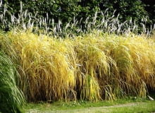 Miskant cukrowy (Miscanthus sacchariflorus) MISKANT CUKROWY MISCANTHUS ROBUSTUS TRAWA OZDOBNA FOT. ALDONA ZAKRZEWSKA PUBLIKACJA OGRODY NUMER SPECJALNY 2/2006 - OGROD MARZEN - 6.2006 SLOWA KLUCZOWE: OGRODY ROSLINY ZDJĘCIE DO WKŁADKI: PUBLIKACJA OGRODY NUMER SPECJALNY 2/2006 - OGROD MARZEN - CZASOPISMA