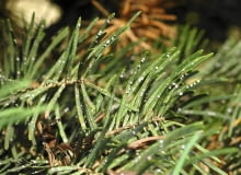 Ochojnika jodłowego łatwo zaobserwować, bo mszyca ta występuje na igłach pod postacią jakby białych kłębuszków waty. Ochojnika jodłowego łatwo zaobserwować, bo mszyca ta występuje na igłach pod postacią jakby białych kłębuszków waty.