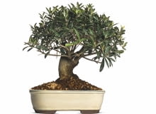 OLIWKA, także prowadzona jako drzewko bonsai, potrzebuje zimą chłodu i sporo światła. Niekiedy w tym czasie zrzuca liście.