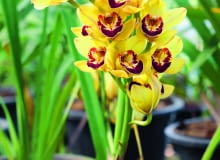 Cymbidium kwitnie jesienią. Zimą w ciagu dnia zapewniamy mu temperaturę 23-25°C, a nocą o 10-12°C niższą. Cymbidium kwitnie jesienią. Zimą w ciagu dnia zapewniamy mu temperaturę 23-25°C, a nocą o 10-12°C niższą.