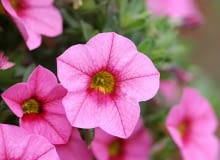 Calibrachoa Celebration odmiana 'Salmon'.