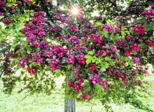 Najbardziej popularną odmianą ozdobną głogu jest Paul's Scarlet. Drzewo ma kulistą koronę i pełne kwiaty karminowej barwy; dorasta do 4-6 m Najbardziej popularną odmianą ozdobną głogu jest Paul's Scarlet. Drzewo ma kulistą koronę i pełne kwiaty karminowej barwy; dorasta do 4-6 m