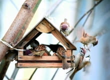 Wykładanie pokarmu rozpoczynamy dopiero z nastaniem mrozów