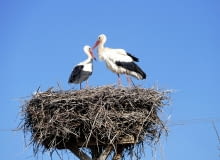 Czy bocian przynosi dzieci? Czy bocian przynosi dzieci?