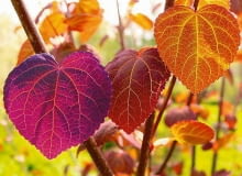 JESIEN ROSLINY GRUJECZNIK JAPONSKI CERCIDIPHYLLUM FOT. WOJCIECH KINDLARSKI PUBLIKACJA KWIETNIK NR 10 (154) - 10 2007 SLOWA KLUCZOWE: ROSLINY ZDJĘCIE DO WKŁADKI: PUBLIKACJA KWIETNIK NR 10 (154) - CZASOPISMA