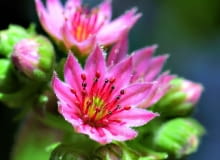 lato: Gwiazdki różowych, purpurowych i fioletowych kwiatków mają do kilkunastu płatków. Ozdobione są też pękiem pręcików. Osiągają średnicę 1 cm. lato: Gwiazdki różowych, purpurowych i fioletowych kwiatków mają do kilkunastu płatków. Ozdobione są też pękiem pręcików. Osiągają średnicę 1 cm.