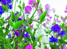 Groszek pachnący można wysiać już na początku kwietnia. Groszek pachnący można wysiać już na początku kwietnia.