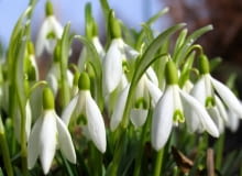 Przebiśnieg - najwcześniej kwitnące kwiaty ROSLINY KWIATY SNIEZYCZKA PRZEBISNIEG GALANTHUS NIVALIS FOT. WOJCIECH KINDLARSKI PUBLIKACJA KWIETNIK NR 2 (158) - 2 2008
