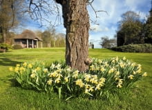 Rośliny cebulowe to dobre towarzystwo dla drzewa. Wprawdzie potrzebują światła, ale wiosną, gdy na drzewie nie ma liści, mają go pod dostatkiem Rośliny cebulowe to dobre towarzystwo dla drzewa. Wprawdzie potrzebują światła, ale wiosną, gdy na drzewie nie ma liści, mają go pod dostatkiem