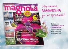 Magazyn Magnolia