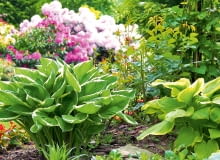 Funkie i różaneczniki OLYMPUS DIGITAL CAMERA