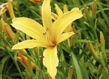 ROSLINY KWIATY LILIOWIEC HEMEROCALLIS X HYBRIDA ' ATLAS ' FOT. KATARZYNA JODLOWSKA PUBLIKACJA OGRODY NR 9 (113) - 9 2008 SLOWA KLUCZOWE: ROSLINY KWIATY