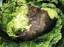 Szara pleśń na salacie Szara pleśń na salacie