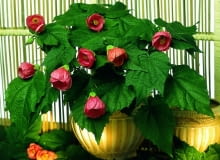 Klonik (Abutilion) wymaga zabrania na zimę do domu Klonik (Abutilion) wymaga zabrania na zimę do domu