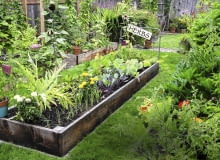 Podwyższony zagon zbity z desek i wzmocniony narożnymi kołkami wypełniamy żyzną ziemią. Podwyższony zagon zbity z desek i wzmocniony narożnymi kołkami wypełniamy żyzną ziemią.