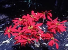 GWIAZDA BETLEJEMSKA ZDJ. NR 1 FOT. JERZY WOZNIAK [B@db5b7ba5