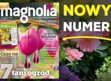 Magazyn Magnolia