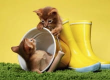 Konkurs "Zwierzaki podpatrzone w akcji"