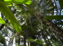 Palmiarnia w Gdańsku - Oliwie Park w Gdańsku - Oliwie