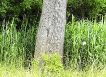 Pęknięcia kory spowodowane mrozem zdarzają się na różnych gatunkach drzew (np na jesionie)