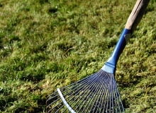 Stare pędy traw, mech i zgniłe liście tworzą na trawniku filc, który trzeba wiosną dokładnie zgrabić. Stare pędy traw, mech i zgniłe liście tworzą na trawniku filc, który trzeba wiosną dokładnie zgrabić.