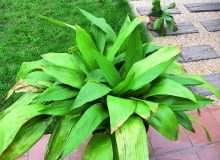 Na lato można wynieść aspidistrę na zewnątrz, ale lepiej ustawić ją w półcieniu. Ostre słońce przypali jej liście. Na lato można wynieść aspidistrę na zewnątrz, ale lepiej ustawić ją w półcieniu. Ostre słońce przypali jej liście.