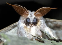 Ćmy. Imponujące grzebieniaste czułki samca potwory buczynówki pełnią funkcję nosa służącego do wykrywania feromonów samicy