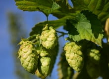 Chmiel HOPS