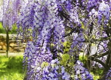 Aby glicynia lepiej kwitła, należy dbać, by jej pędy były dobrze nasłonecznione i niezbyt długie.