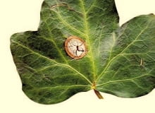 Plamistość liści często opanowuje całe blaszki. Prowadzi do osłabienia roślin. Zwalczamy ją preparatem Bravo lub Gwarant. ONE TIME USE ONLY DO JEDNORAZOWEGO UZYCIA