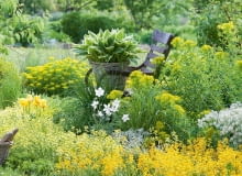 Ta rabata utrzymana jest w jasnożółtej tonacji. Królują na niej kwitnące wiosną wilczomlecze oraz drobnokwiatowe pszonaki. W koszu umieszczono funkię o żółtoobrzeżonych liściach, niżej biały zawilec i żółte tulipany. Ta rabata utrzymana jest w jasnożółtej tonacji. Królują na niej kwitnące wiosną wilczomlecze oraz drobnokwiatowe pszonaki. W koszu umieszczono funkię o żółtoobrzeżonych liściach, niżej biały zawilec i żółte tulipany.