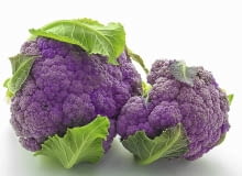 'Di Scilla Violetto' 'Di Scilla Violetto'