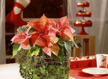 Ozdoby i dekoracje świąteczne na Boże Narodzenie z gwiazdy betlejemskiej. MATERIAŁ: poinsecja, ostrokrzew, dekoracyjne szpilki i sznurek, 2 kostki suchej gąbki florystycznej. Aranżacje i zdjęcia: Stars for Europe Ozdoby i dekoracje świąteczne na Boże Narodzenie z gwiazdy betlejemskiej. MATERIAŁ: poinsecja, ostrokrzew, dekoracyjne szpilki i sznurek, 2 kostki suchej gąbki florystycznej. Aranżacje i zdjęcia: Stars for Europe