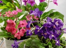 Liczne odmiany skrętnika zachęcają do tworzenia kolekcji. Na świecie powstają nawet towarzystwa miłośników tych roślin, np. brytyjskie można znaleźć pod adresem: www.streptocarpussociety.org.uk. 30.05.2007 4 KATY ROSLINY DONICZKOWE SKRETNIK STREPTOCARPUS STYLIZACJA JOANNA PLACHECKA FOT. WOJCIECH SURDZIEL / AGECJA GAZETA PUBLIKACJA KWIETNIK NR 8 (152) - 8 2007 PUBLIKACJA KWIETNIK NR 7 (199) - 7 2011 SLOWA KLUCZOWE: ROSLINY KWIATY ZDJĘCIE DO WKŁADKI: PUBLIKACJA KWIETNIK NR 8 (152) - CZASOPISMA