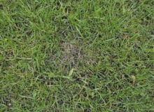 Trawnik. Plamy na trawniku Trawnik. Plamy na trawniku